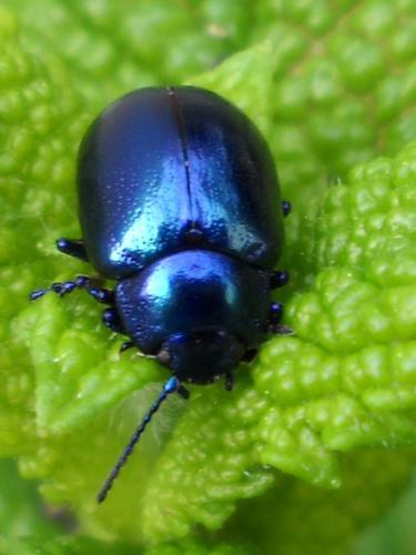 Chrysolina coerulans