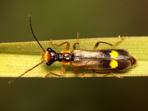 Malthinus seriepunctatus