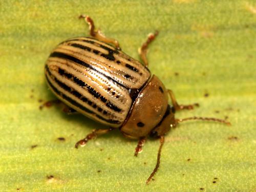Gonioctena lineata