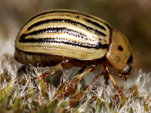 Réf. 58 071 : Gonioctena lineata