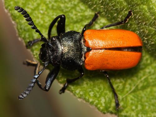 Réf. 58 177 : Labidostomis taxicornis