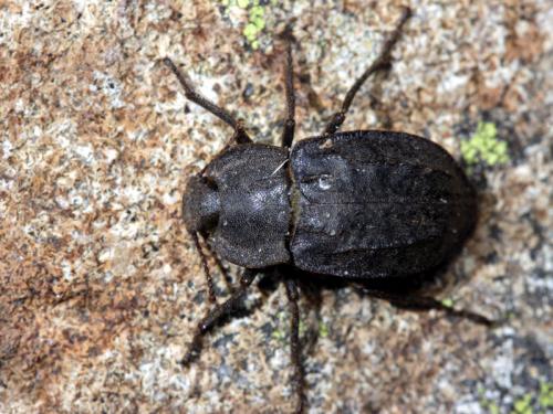 Asida carinata carinata
