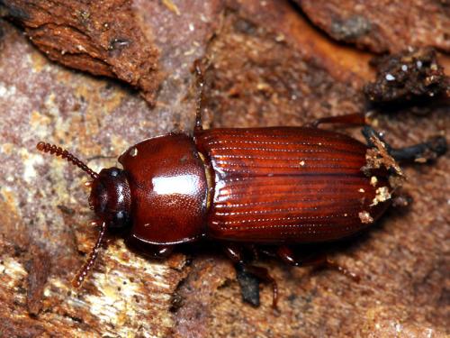 Réf. 58 293 : Uloma rufa