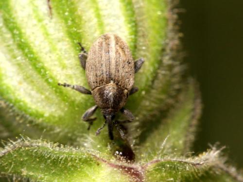 Réf. 58 360 : Sibinia pellucens