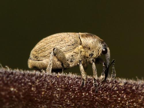 Réf. 58 361 : Sibinia pellucens