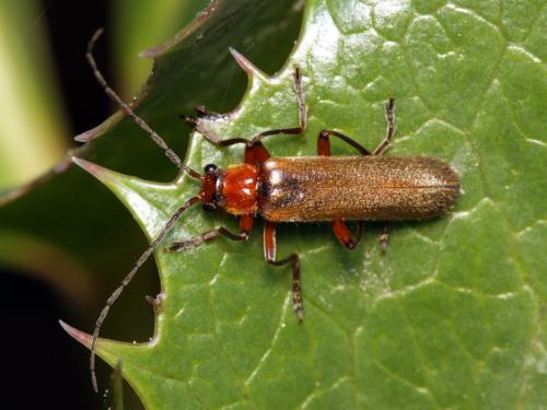 Cantharis inculta