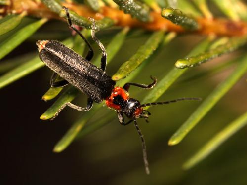Réf. 58 421 : Cantharis praecox