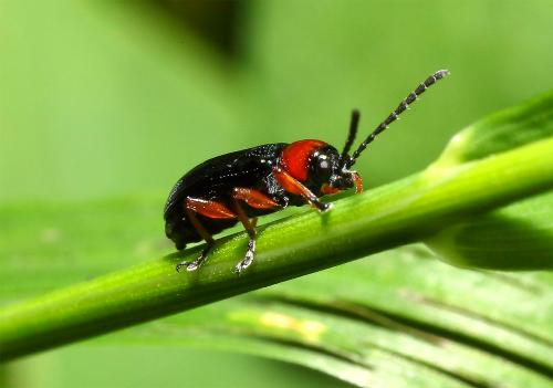 Oulema sp.