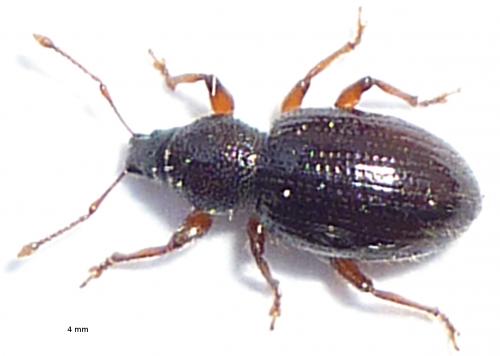 Exomias pellucidus