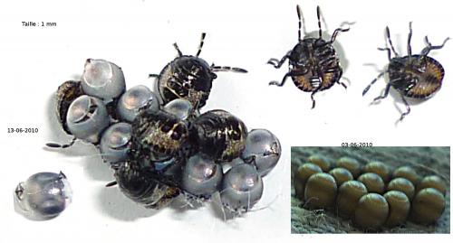 Rhaphigaster nebulosa