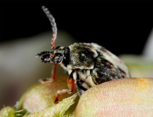 Réf. 58 495 : Bruchus sp.