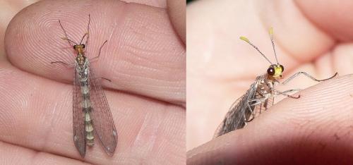 Réf. 58 534 : Megistopus flavicornis
