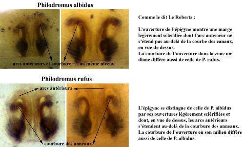 Philodromus divers