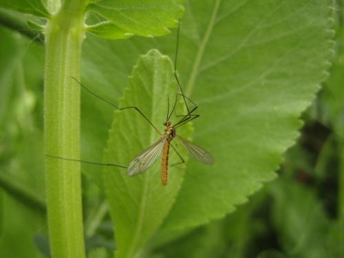Nephrotoma flavescens
