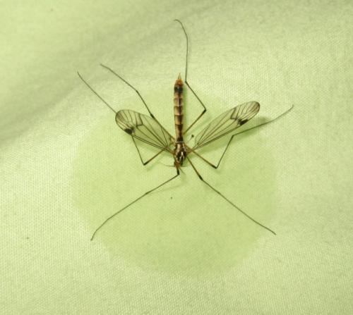 Nephrotoma quadrifaria