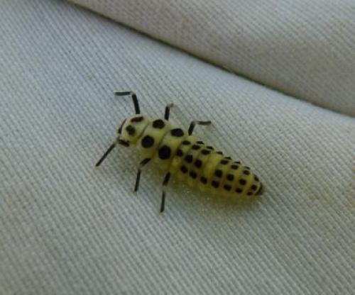 Calvia decemguttata