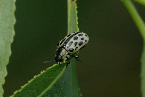 Chrysomela vigintipunctata