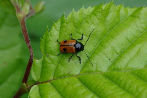 Réf. 58 475 : Cryptocephalus bipunctatus