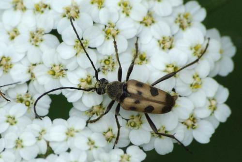 Réf. 58 477 : Pachytodes cerambyciformis
