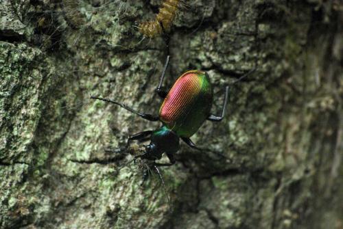 Calosoma sycophanta