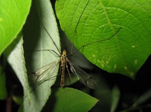 Nephrotoma quadrifaria