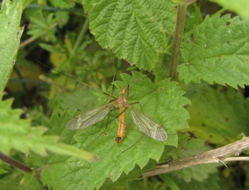 Tipula fascipennis