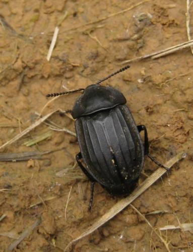 Réf. 58 912 : Silpha tristis