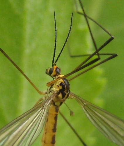 Nephrotoma flavescens