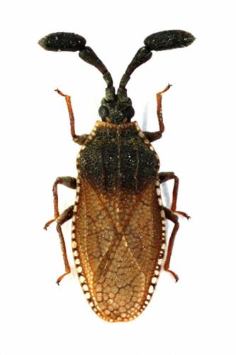Copium teucrii