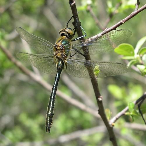 Réf. 58 106 : Cordulia aenea
