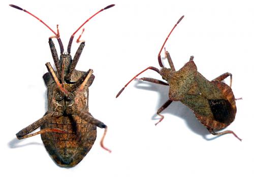 Réf. 58 089 : Coreus marginatus