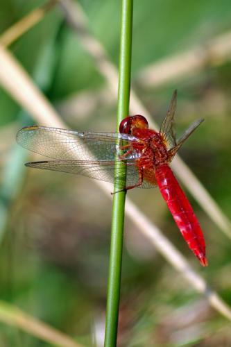 Réf. 58 090 : Crocothemis erythraea