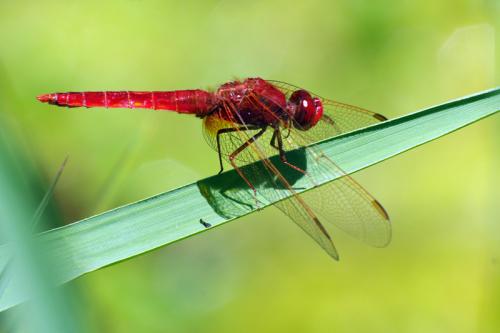 Réf. 58 091 : Crocothemis erythraea