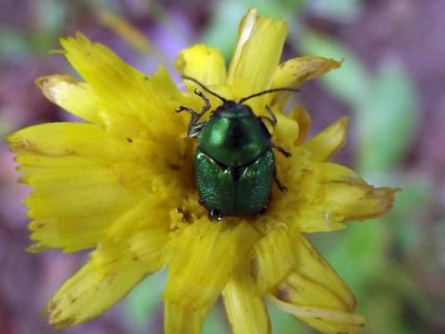 Cryptocephalus sp.