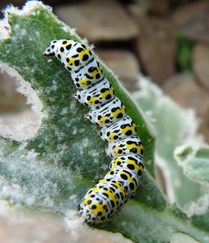 Cucullia verbasci