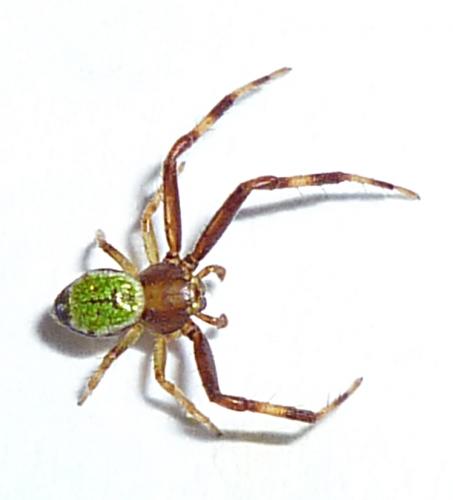 Ebrechtella tricuspidata