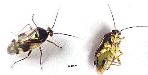 Orthops sp.