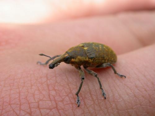 Larinus sturnus