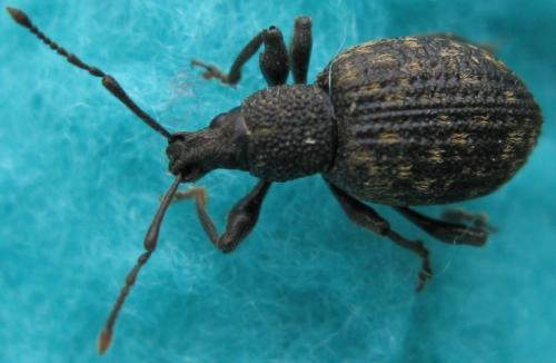 Otiorhynchus sulcatus