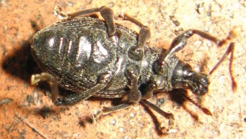 Réf. 58 705 : Otiorhynchus sulcatus
