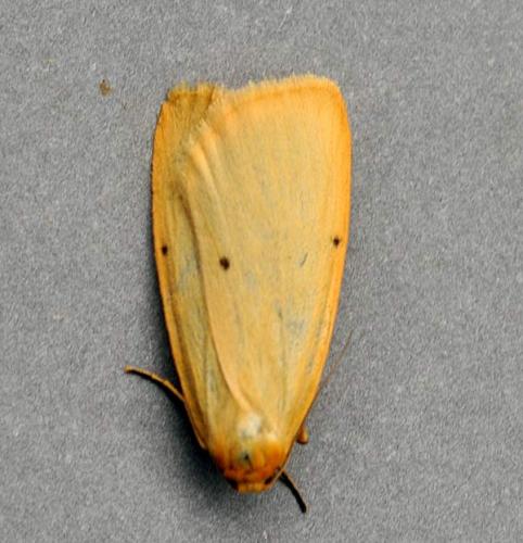 Cybosia mesomella