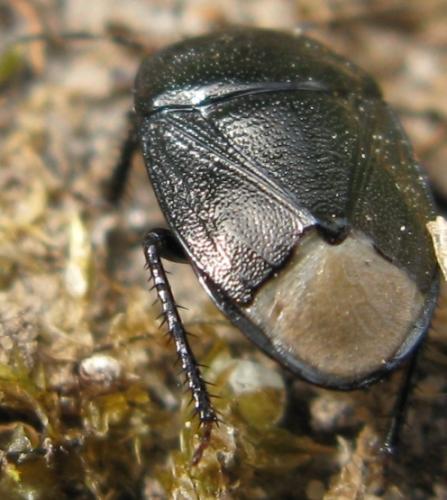 Réf. 58 868 : Sehirus sp.