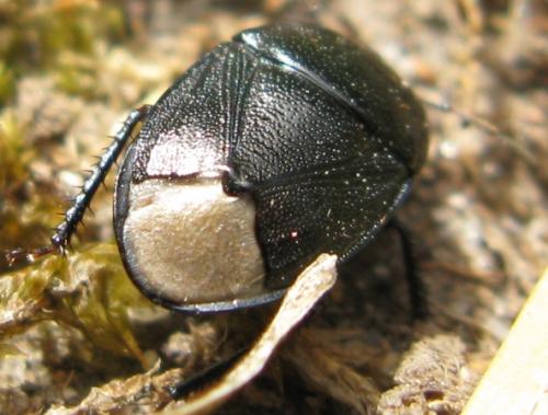 Réf. 58 869 : Sehirus sp.