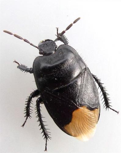 Réf. 58 991 : Cydnus aterrimus