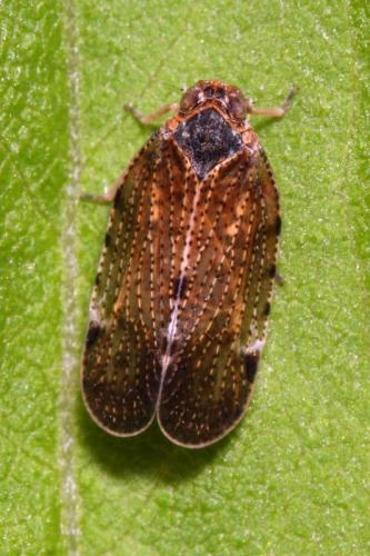 Tachycixius pilosus