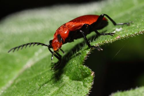Réf. 58 001 : Pyrochroa serraticornis