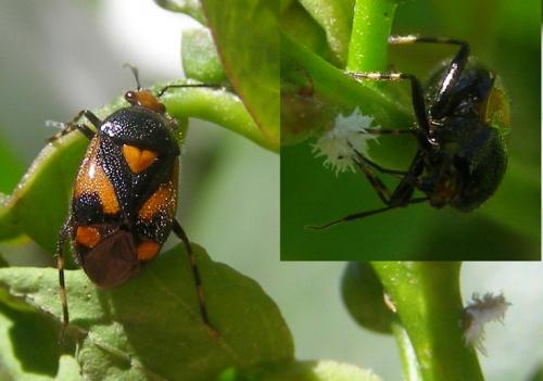 Réf. 58 817 : Deraeocoris schach