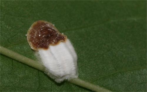 Pulvinaria sp.