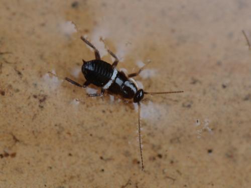 Planuncus vinzi