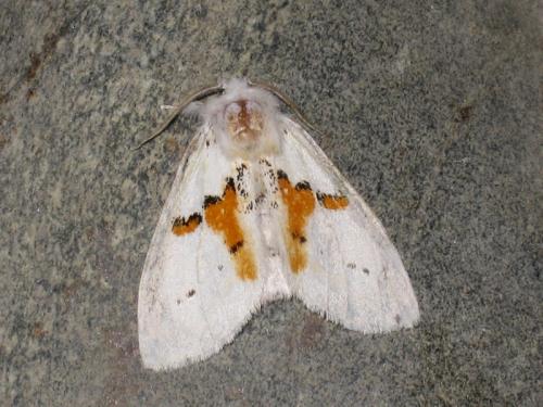 Leucodonta bicoloria